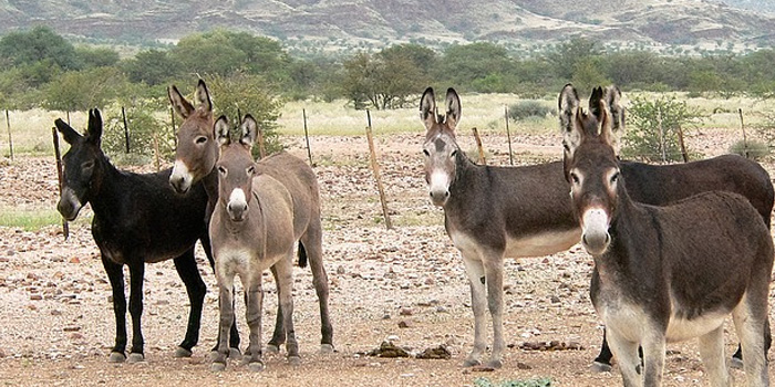 ఎ దేశంలో ఎక్కువ గాడిదలు