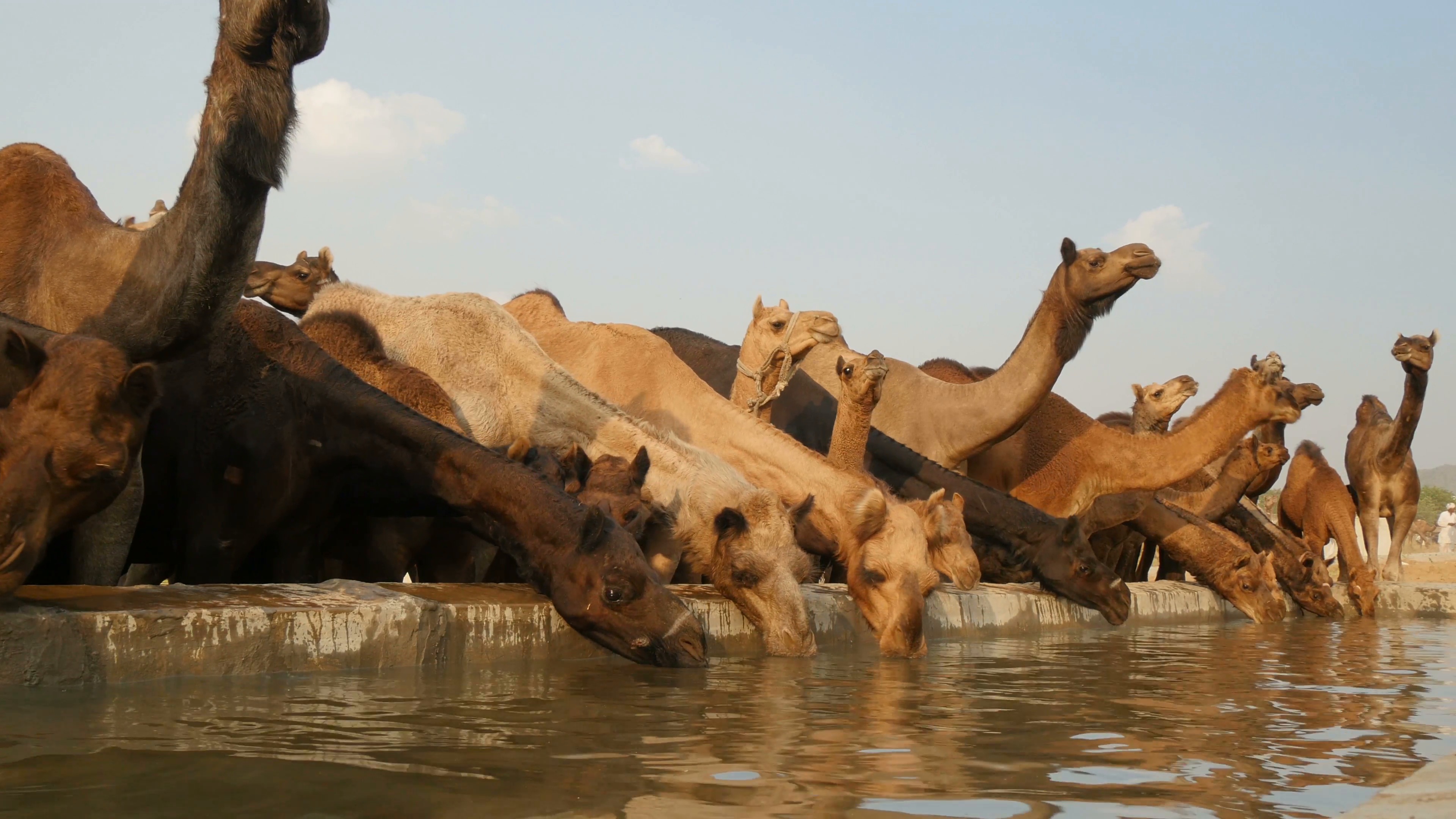 ఒంటె తాగే నీరు