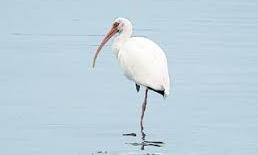 జపం..జపం.. జపం! కొంగ జపం!