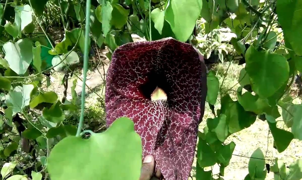 మొక్కలలో నాన్ వెజిటేరియన్ మొక్కలుంటాయా!