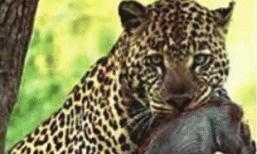 పంది పిల్లను నోట కరిచి చిరుత హల్ చల్! పంది పిల్లను నోట కరిచి చిరుత హల్ చల్!