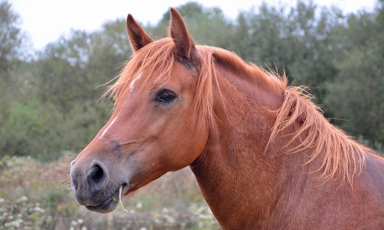 గుర్రం పరిగెత్తడమే కాదు కుచోదు కూడా!