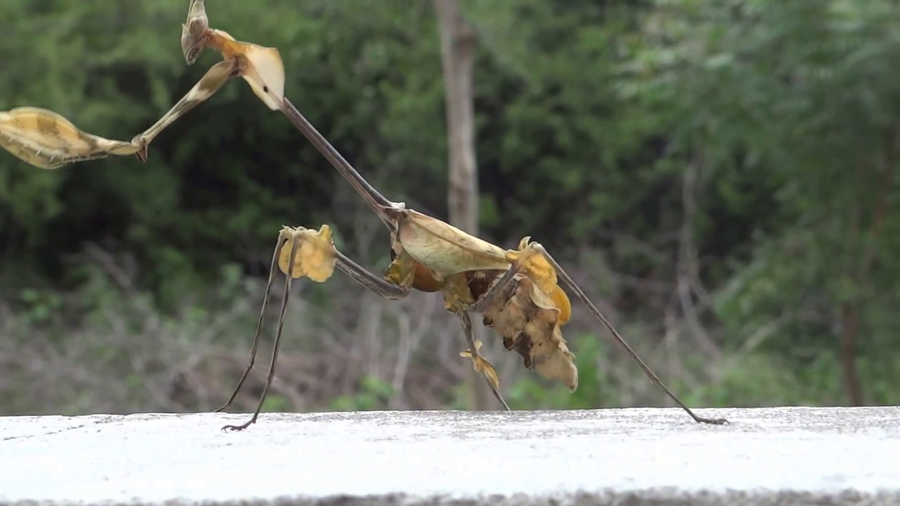 తెల్లరంగు రక్తంగల జీవి! తెల్లరంగు రక్తంగల జీవి!