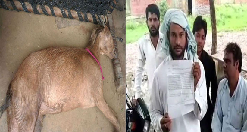 గర్భందాల్చిన మేకపై 8 మంది యువకులు అత్యాచారం.. మేక మృతి..