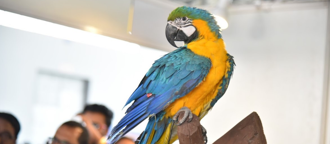 Petex India Expo 2018 in Hyderabad