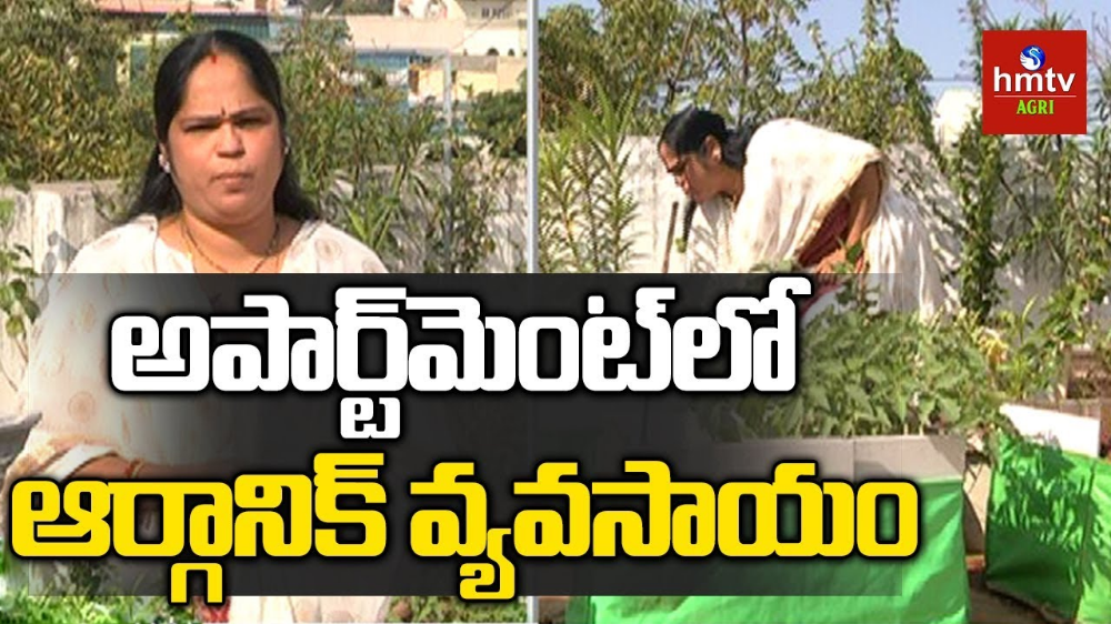 Terrace Garden Terrace Garden