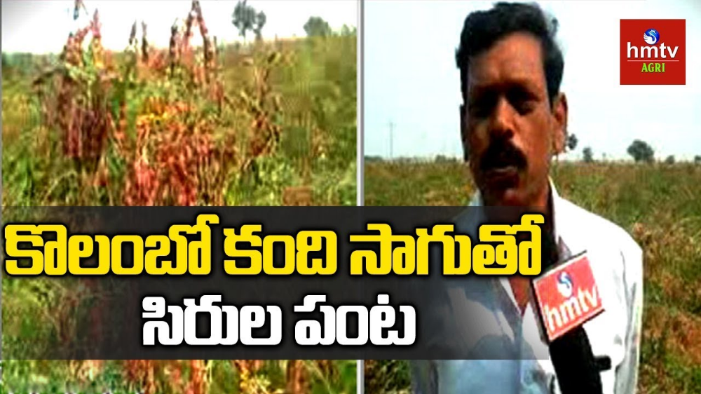 Redgram Cultivation Redgram Cultivation