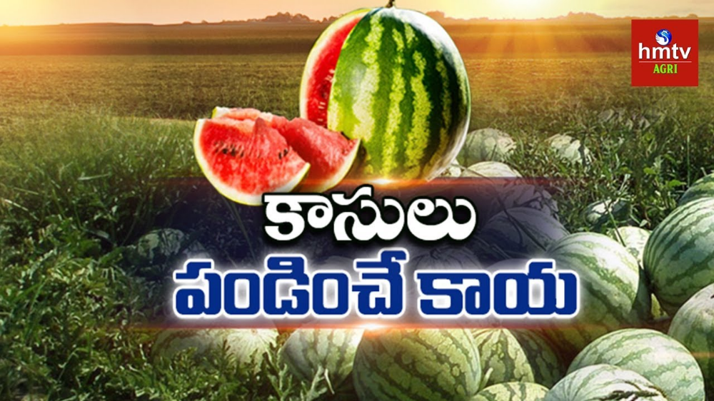 Watermelon Watermelon