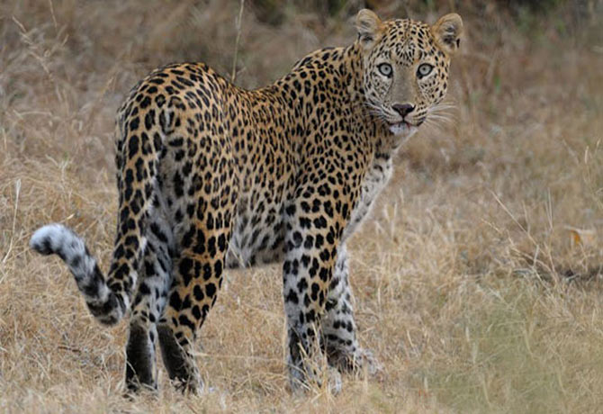 అమ్మో..చిరుత పులులు.. అమ్మో..చిరుత పులులు..