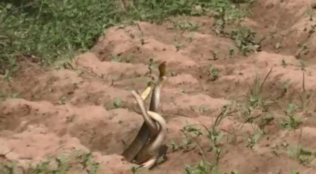 అరుదైన దృశ్యం : మూడు పాముల సయ్యాట