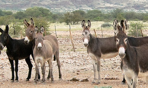 ఎ దేశంలో ఎక్కువ గాడిదలు