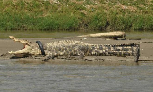 ఇనుప వస్తువులను కూడా తిని అరగించుకుంటుంది ఇనుప వస్తువులను కూడా తిని అరగించుకుంటుంది
