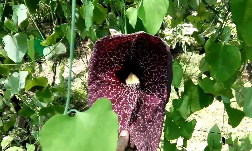 మొక్కలలో నాన్ వెజిటేరియన్ మొక్కలుంటాయా! మొక్కలలో నాన్ వెజిటేరియన్ మొక్కలుంటాయా!