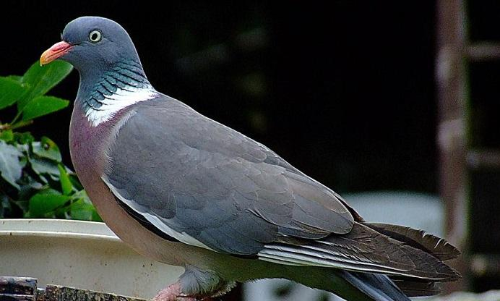 పావురానికి ...పచ్చని చెట్లకి ఎందుకింత దూరం. పావురానికి ...పచ్చని చెట్లకి ఎందుకింత దూరం.