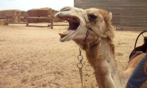 మనిషికి కోపం వస్తే అరుస్తాడు, కాని ఒంటెకు కోపం వస్తే... మనిషికి కోపం వస్తే అరుస్తాడు, కాని ఒంటెకు కోపం వస్తే...