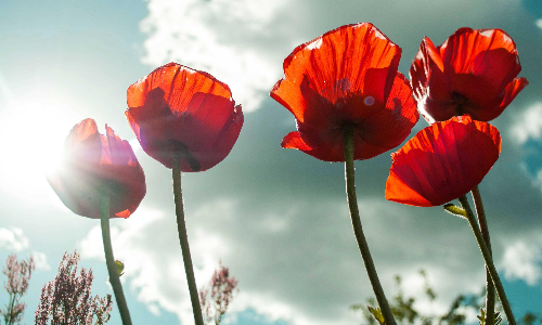 శుభతిథి  -  చరిత్రలో ఈరోజు