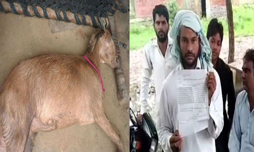 గర్భందాల్చిన మేకపై 8 మంది యువకులు అత్యాచారం.. మేక మృతి..