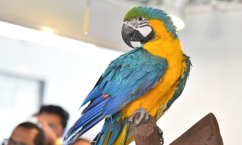 Petex India Expo 2018 in Hyderabad Petex India Expo 2018 in Hyderabad