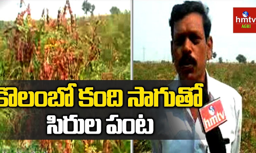 Redgram Cultivation Redgram Cultivation