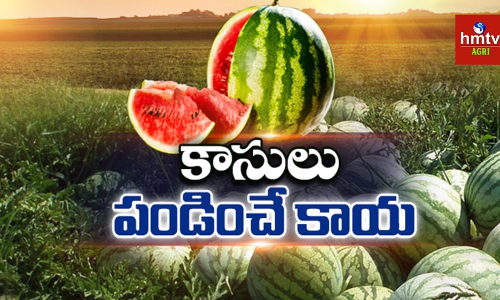 Watermelon Watermelon