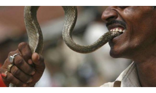 కాటేసిన పామును కొరికేశాడు.. చివరకు..