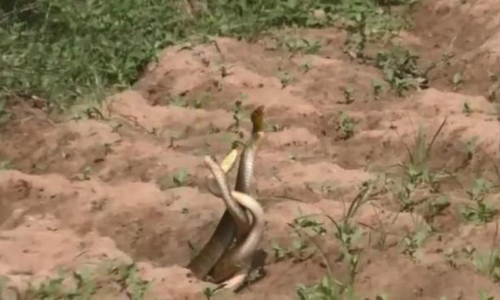 అరుదైన దృశ్యం : మూడు పాముల సయ్యాట