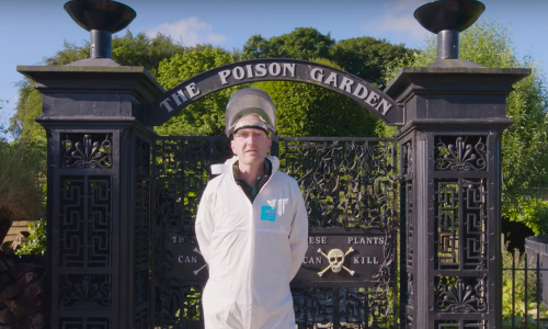 మనుషుల ప్రాణాలు తీస్తున్న పువ్వు మనుషుల ప్రాణాలు తీస్తున్న పువ్వు