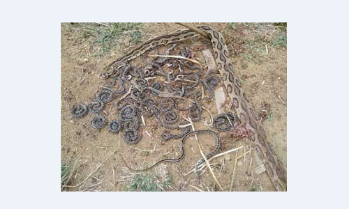 చచ్చిన పాము చుట్టూ చేరిన 52 పాములు..కారణం ఏంటంటే..