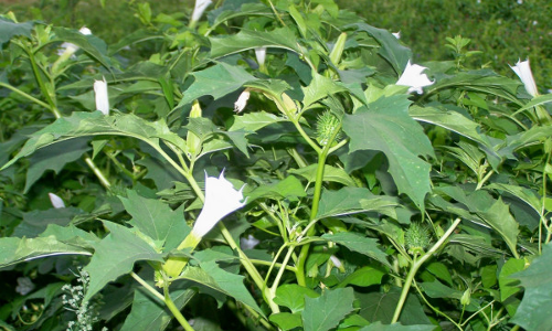 ఉమ్మెత్త ఊపిరి తీసేస్తుందా? బతకాలంటే ఇక బలుసాకే తినాలా? ఉమ్మెత్త ఊపిరి తీసేస్తుందా? బతకాలంటే ఇక బలుసాకే తినాలా?