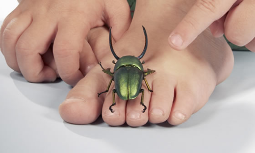 “ఎంటొమోలజి” అంటే... “ఎంటొమోలజి” అంటే...