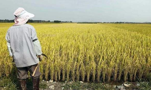 ఆహార భద్రత మిషన్ పరిధిలోకి వచ్చే పంటలు! ఆహార భద్రత మిషన్ పరిధిలోకి వచ్చే పంటలు!