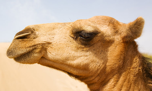 ఒంటెకి మూడు కంటి రెప్పలు..!