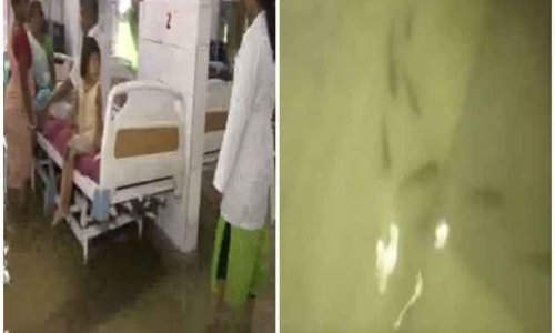 ఐసీయూలో 7 చేపలు