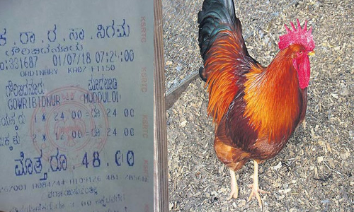 బస్సులో కోడికీ టికెట్‌ కొట్టిన కండక్టర్..