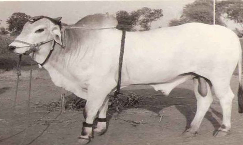 ప్రమాదంలో పడిన ఒంగోలు గిత్త!