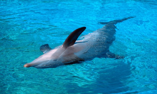 డాల్ఫిన్స్ నిద్ర డాల్ఫిన్స్ నిద్ర