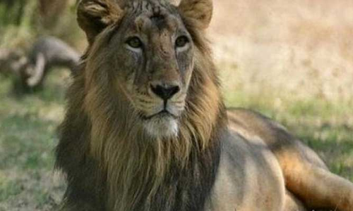 అడవి రాజాలకు ఏమైంది? అంతుచిక్కని ఈ వ్యాధి ఏంటి?