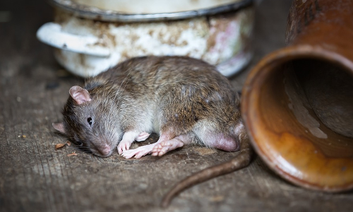 అసెంబ్లీలో వివాదాస్పదమైన ఎలుకల పంచాయితీ అసెంబ్లీలో వివాదాస్పదమైన ఎలుకల పంచాయితీ