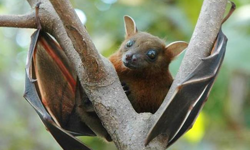 తిరుపతిలో నిపా వైరస్.. ఈ జాగ్రత్తలు పాటించండి..