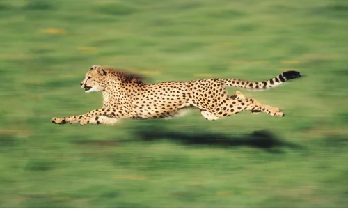 చిరుత వేట