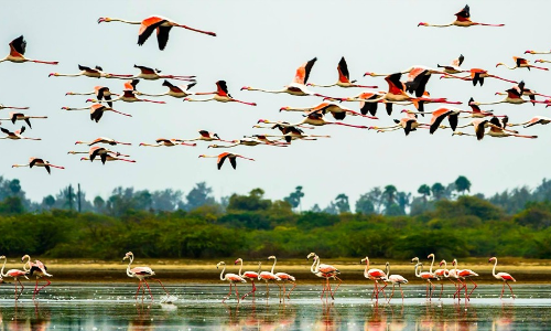 వచ్చే నెల 17 నుంచి ఫ్లెమింగో ఫెస్టివల్‌