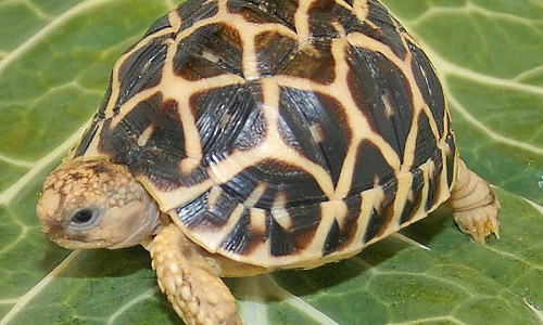 ఆడా లేదా మగా వాతావరణం నిర్ణయిస్తుంది