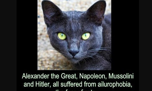 పిల్లి అంటే భయం