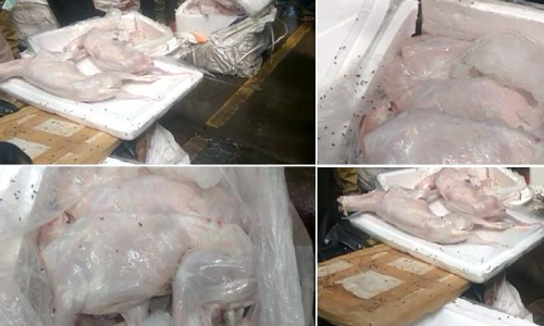 వెయ్యి కిలోల కుక్క మాంసం పట్టుకున్న అధికారులు