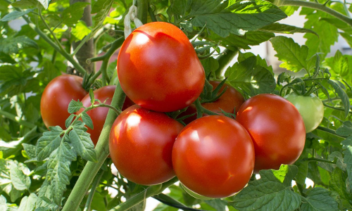 టమోటా శాస్త్రీయ నామం! టమోటా శాస్త్రీయ నామం!