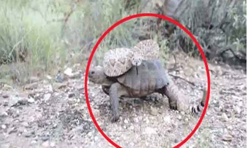 ర్యాటిల్ స్నేక్, తాబేలు స్నేహం..