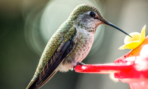 హమ్మింగ్ బర్డ్ రూటే వేరు! హమ్మింగ్ బర్డ్ రూటే వేరు!