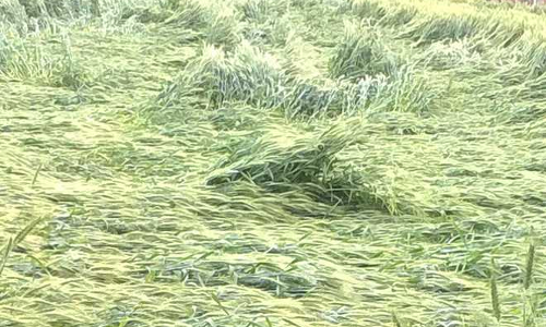 అకాల వర్షానికి కుదలైన అన్నదాత