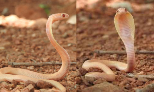 అరుదైన శ్వేతనాగు ఇంట్లో ప్రత్యక్షం..