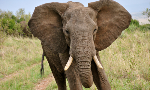 ఏనుగులు చెవులు ఏనుగులు చెవులు